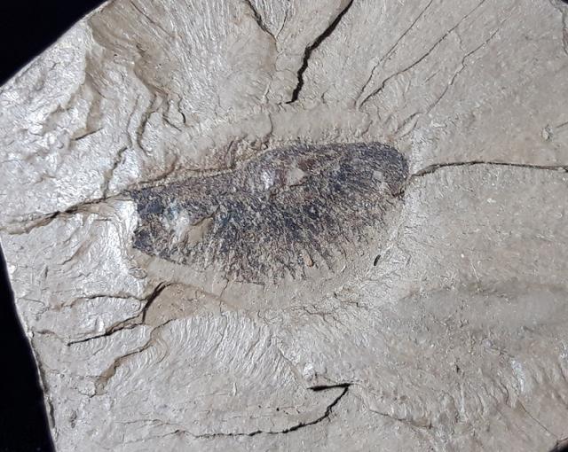 Geflgelter Samen einer Craigia bronnii (UNGER) - Bild © FossNet FossilienStore